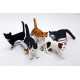 Lote gatos